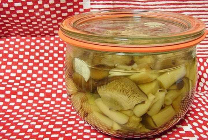 Как засолить волнушки холодным способом. засолка грибов волнушек горячим способом – рецепт с фото, как ее сделать в домашних условиях