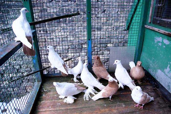 Разведение голубей в домашних условиях - советы и рекомендации как правильно выращивать голубей (105 фото)