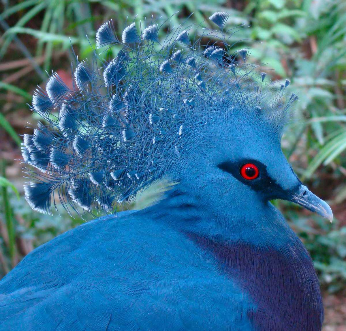 Голуби (47 фото): описание и разведение. как выглядит городской голубь и как они высиживают яйца? кормушки и домики для птиц. где они живут зимой?