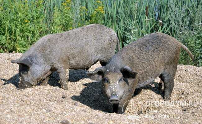 Свиньи породы Мангал: история возникновения породы, фото, описание. Стоимость, условия содержания свиней Мангал, уход, питание, разведение, отзывы фермеров.