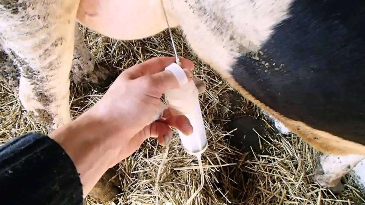 Альтернативные средства лечения мастита коров