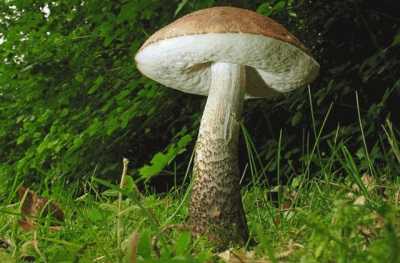 Ложный подберезовик: как он выглядит и как отличить его от съедобного гриба? — журнал "рутвет"