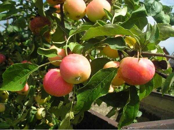 Лучшие сорта яблони для средней полосы россии с описанием, характеристикой и отзывами, а также особенности выращивания в данном регионе