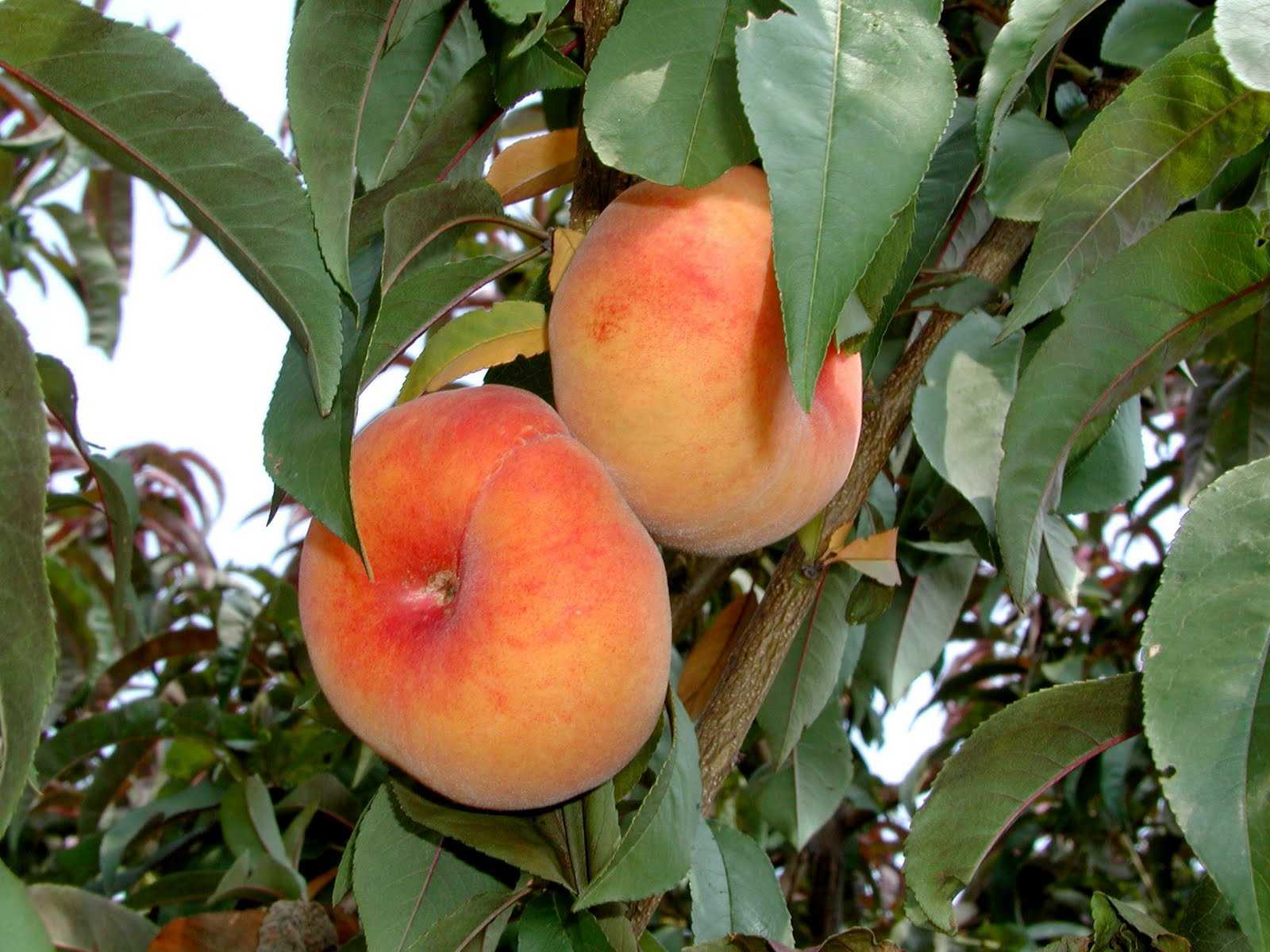 Персик воронежский кустовой: описание сорта, фото, отзывы