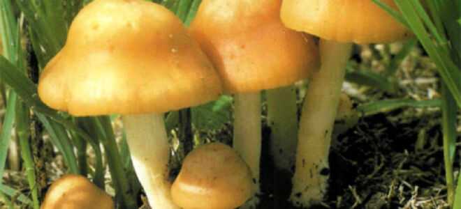 Негниючник колёсовидный – крохотный гриб