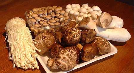 Польза белых грибов: состав мякоти. Лечебные свойства. Применение в народной медицине, от каких заболеваний помогает, противопоказания.