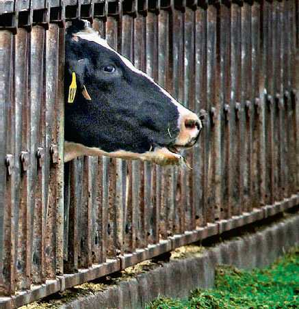 Лактационный период у коров — что это такое и сколько длится