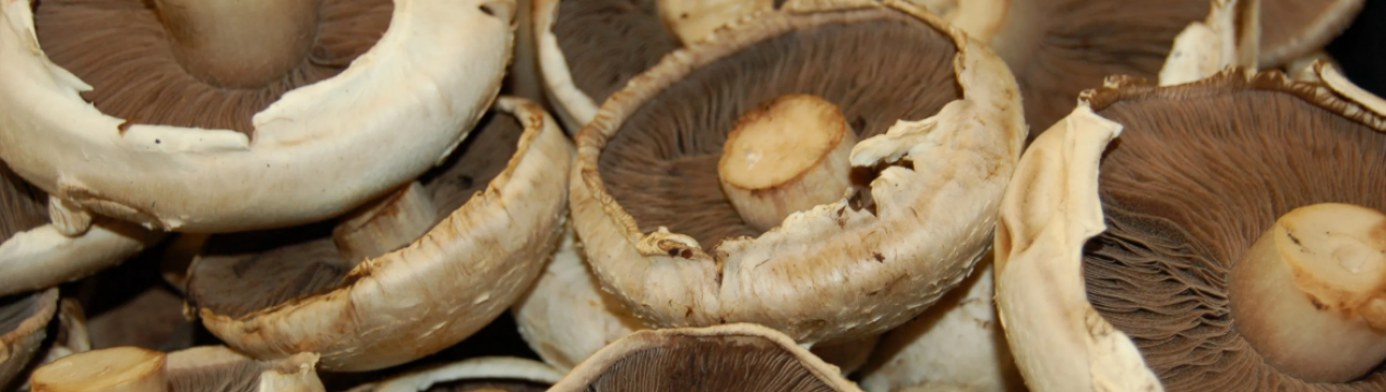 4 первых признака испорченных шампиньонов: как хранить грибы, чтобы они долго оставались свежими -  - советы на joinfo.com