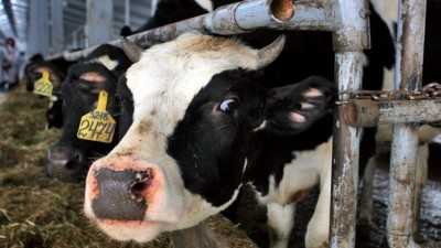 Инфекционный мастит у коров