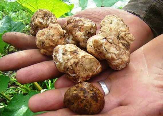 Где в россии растут грибы трюфели: советы при поиске