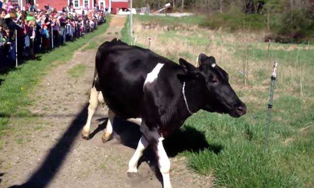 Цистицеркоз коров