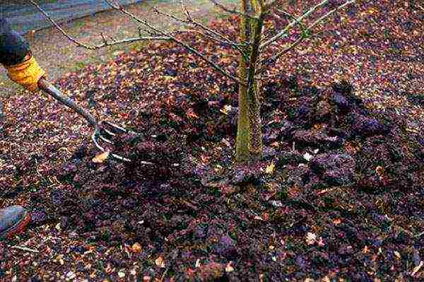Правила посадки яблонь на урале весной и осенью - сажаем своими руками с yabloki.site