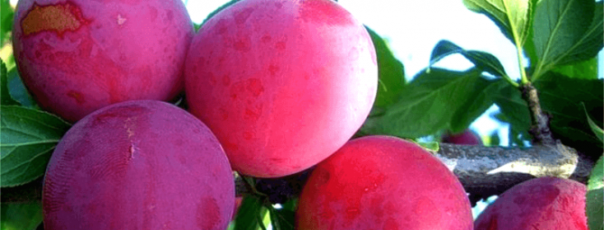 Сорт слива аленушка - подробное описание, методы выращивания, урожайность и характеристика плодов