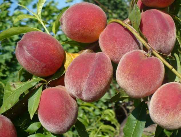 Лучшие сорта персиков, которые выращивают в россии, с фото и описанием