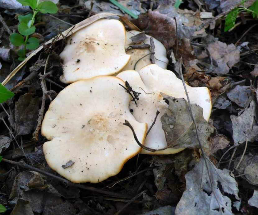 Майский гриб или рядовка майская - съедобный гриб. описание. фотоо