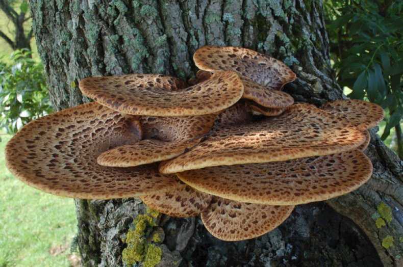 5 видов трутовика: полезные свойства гриба, растущего на деревьях и не только