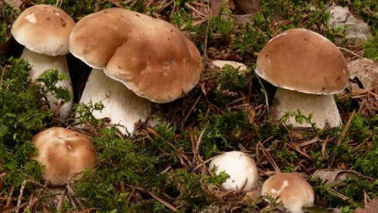 Как вырастить белые грибы на даче