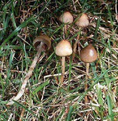 Псилоцибиновый гриб в россии – запрещённый и волшебный