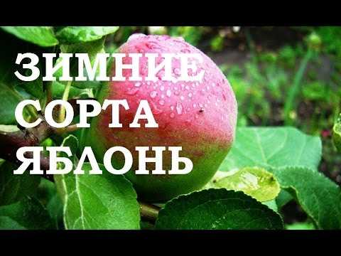 Описание сорта яблони народное: фото яблок, важные характеристики, урожайность с дерева