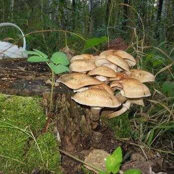 Когда можно отправляться за опятами и где растут грибы в подмосковье