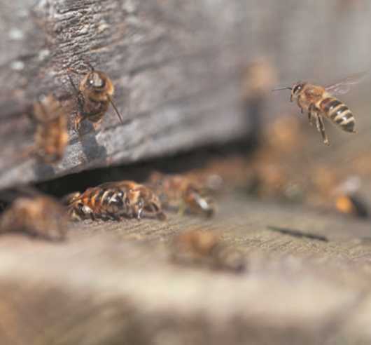 Пчелиное воровство