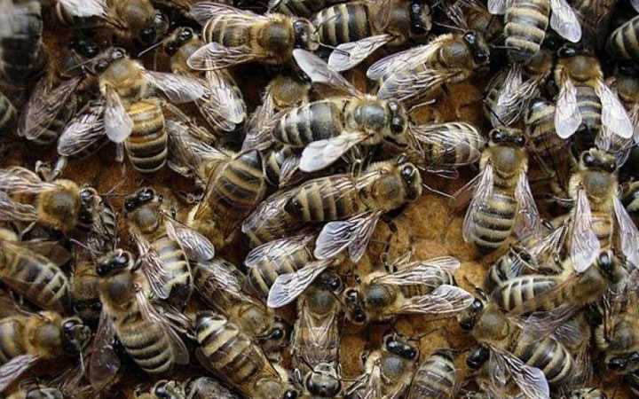 Пчела карпатка - особенности, характеристика и содержание