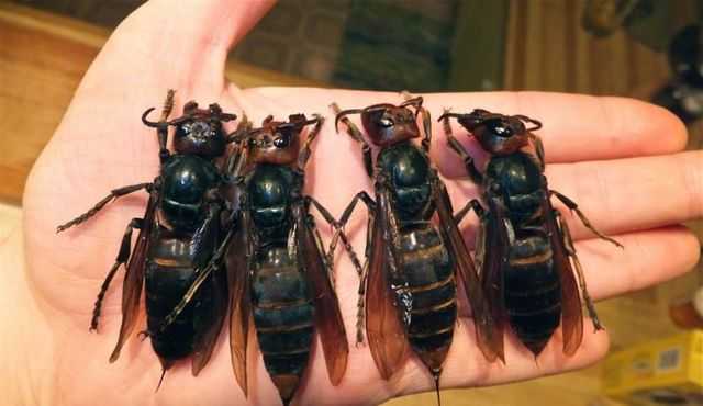 Африканские пчелы убийцы - вид и в чем их опасность? фото