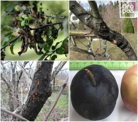 Как бороться с болезнями и вредителями сливового дерева