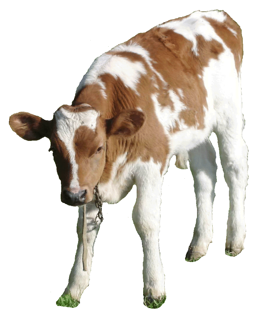 Бруцеллез крупного рогатого скота, диагностика, специфическая профилактика