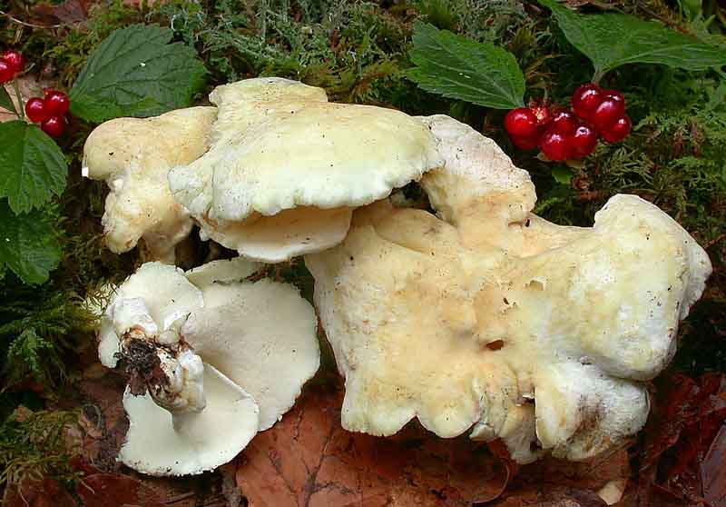 Альбатреллус сливающийся: как выглядит гриб. В чем его уникальные особенности, можно ли употреблять его в пищу. Где растет альбатреллус, и с какими видами его можно спутать.
