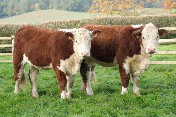 Герефордская порода коров — особенности разведения