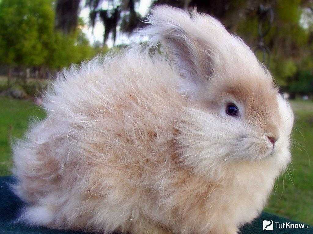 Кролик породы карликовый баран (34 фото): описание породы, особенности голландских вислоухих, черноостевых и других разновидностей. какой средний размер взрослого кролика?