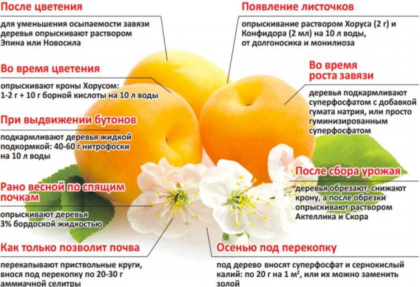Шарафуга: описание и особенности выращивания гибрида сливы, персика и абрикоса