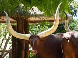 Разновидности диких быков или коров