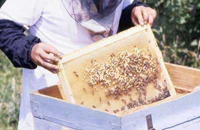 Обработка пчел щавелевой кислотой: окуривание, опрыскивание