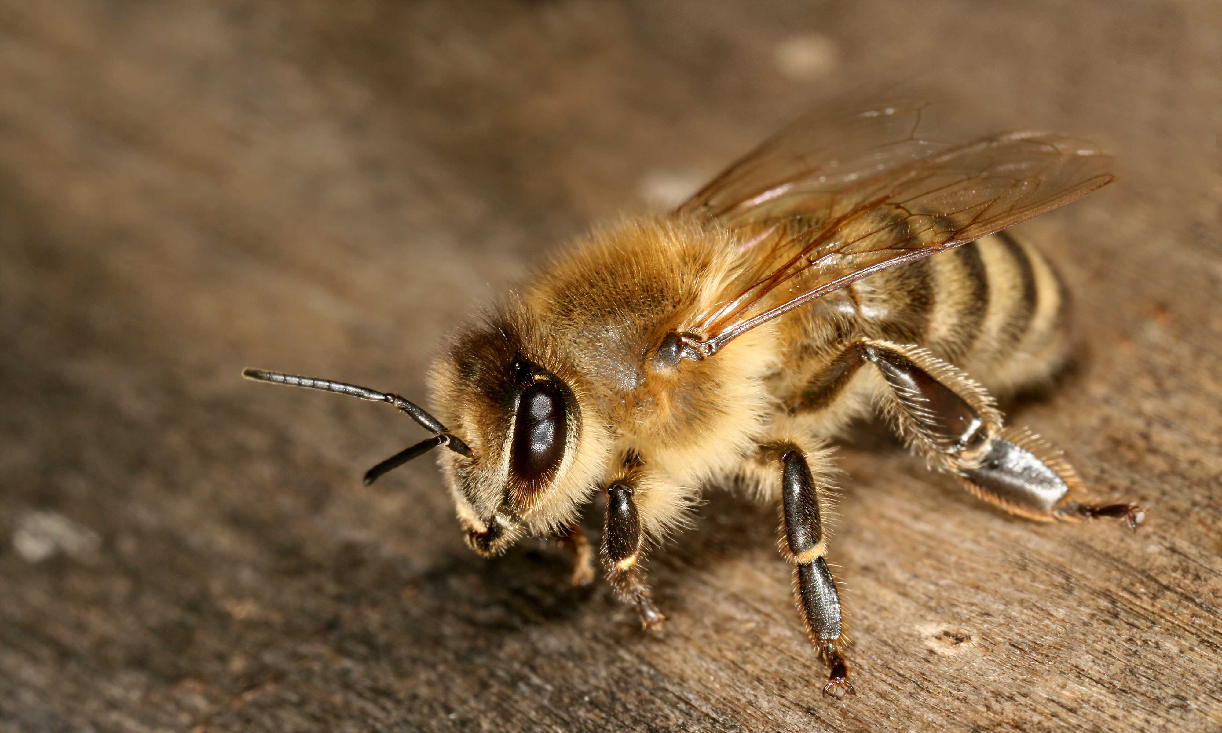 Пчелы карника: отзывы и замечания владельцев, плюсы и минусы породы