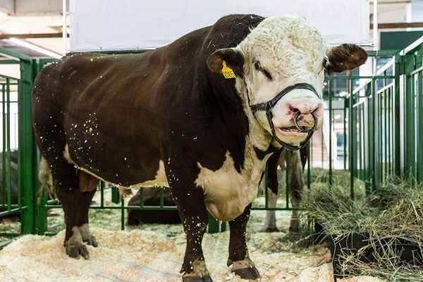 Самый большой бык в мире | обзор знаменитых рекордсменов, описание крупных пород