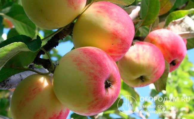 Летние сорта яблонь: описание с фото, достоинства и недостатки.