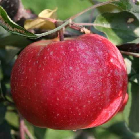 Сорт яблок старкримсон: описание и особенности выращивания, характеристики и фото selo.guru — интернет портал о сельском хозяйстве