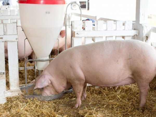 Как определить, сколько весит свинья: таблицы веса и правила обмеров