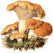 Ежовик желтый (hydnum repandum) / съедобные грибы, ягоды, травы