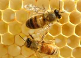 Объединение пчелиных семей: как объединить две пчелосемьи?