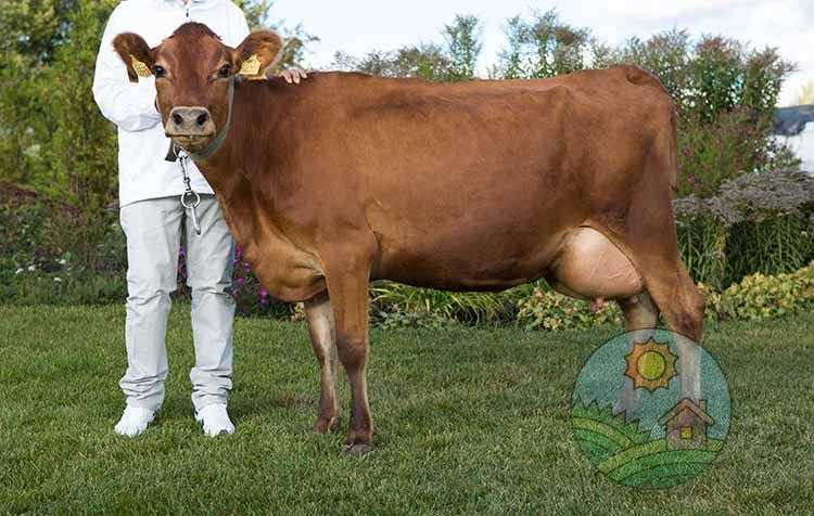 Популярные породы коров: их отличительные характеристики, качество молока и мяса