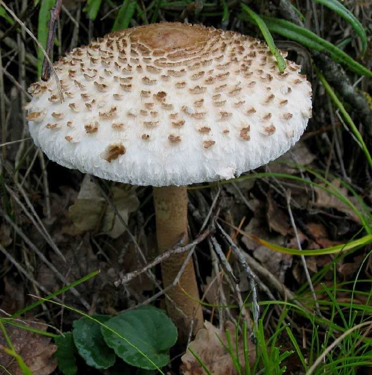 Особенности гриба-зонтика, съедобный и ядовитый