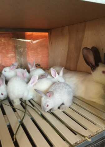Кролики породы фландр: описание и внешний вид, особенности содержания и ухода, разведение