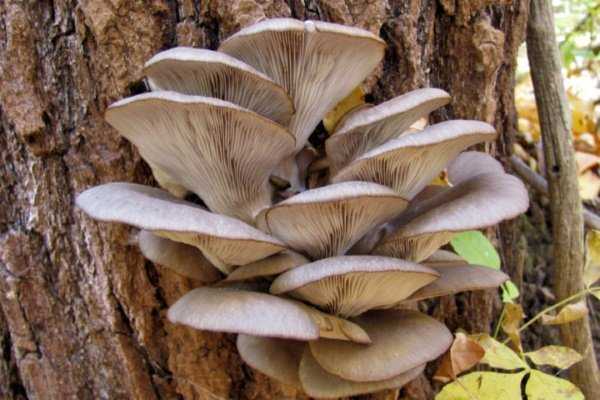 Трутовик серно-желтый или куриный гриб (laetiporus sulphureus): фото, описание, рецепты приготовления и лечебные свойства
