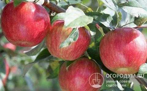 Сорт яблони “заветное”: описание, выращивание и уход