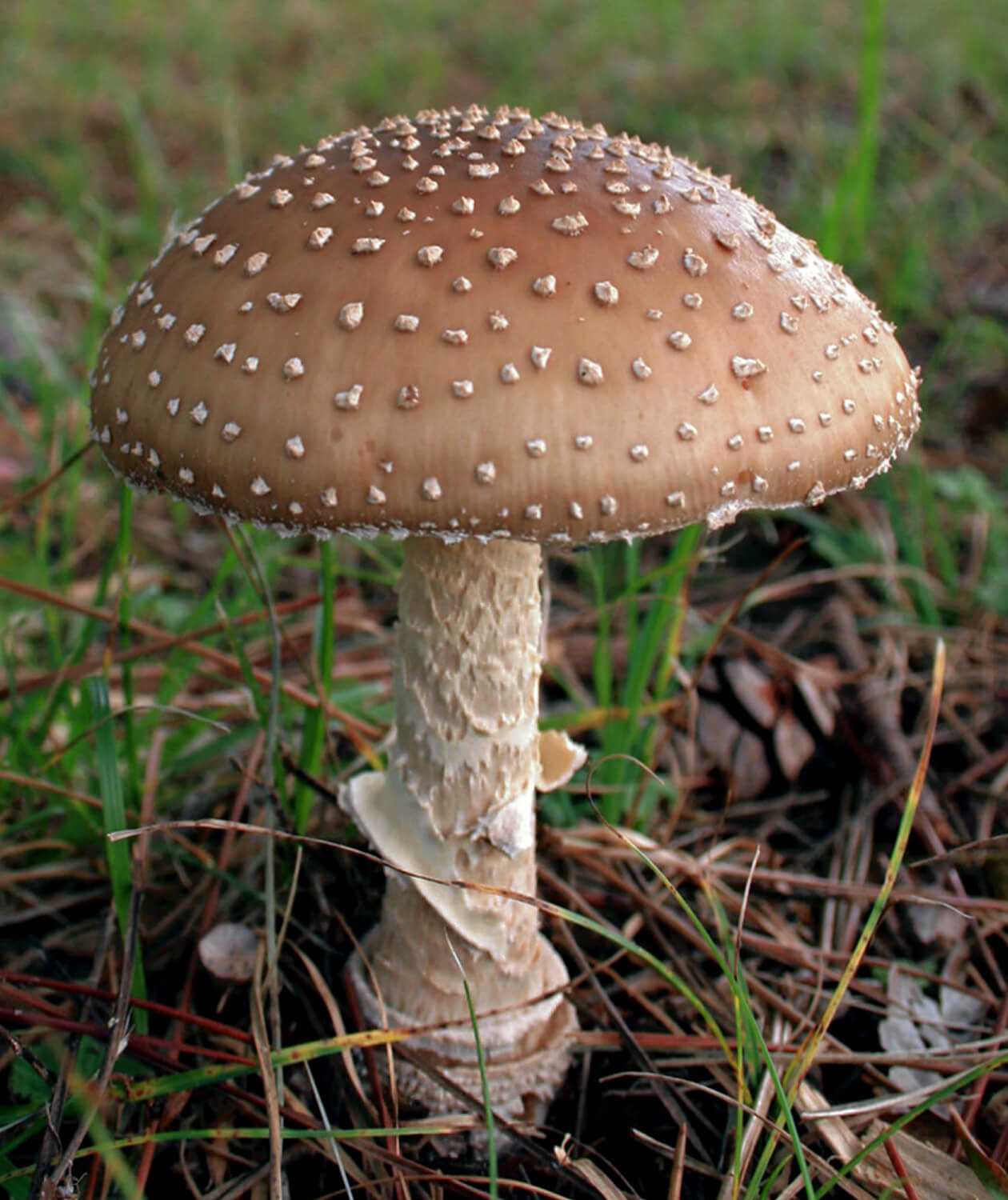 Гриб зонтик — фото съедобного и ядовитого гриба, как приготовить, видео