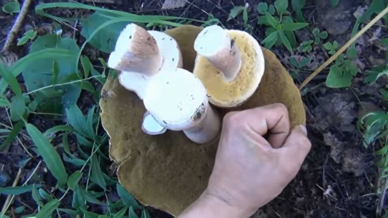 Трюфель гриб: где растет в россии, когда его собирают и какие бывают разновидности + фото
