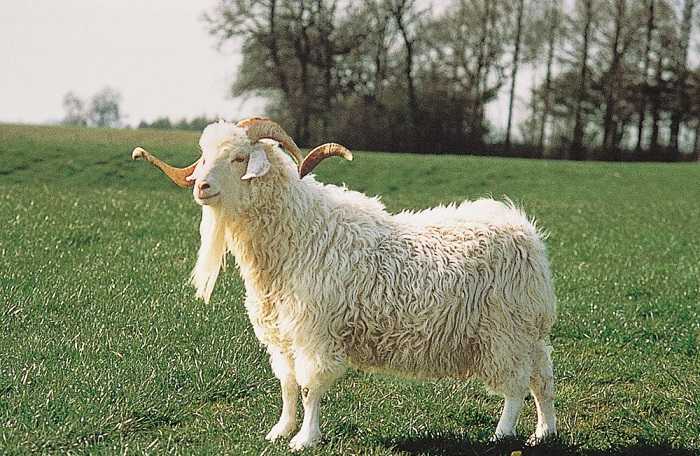 Ангорская коза: описание и характеристики